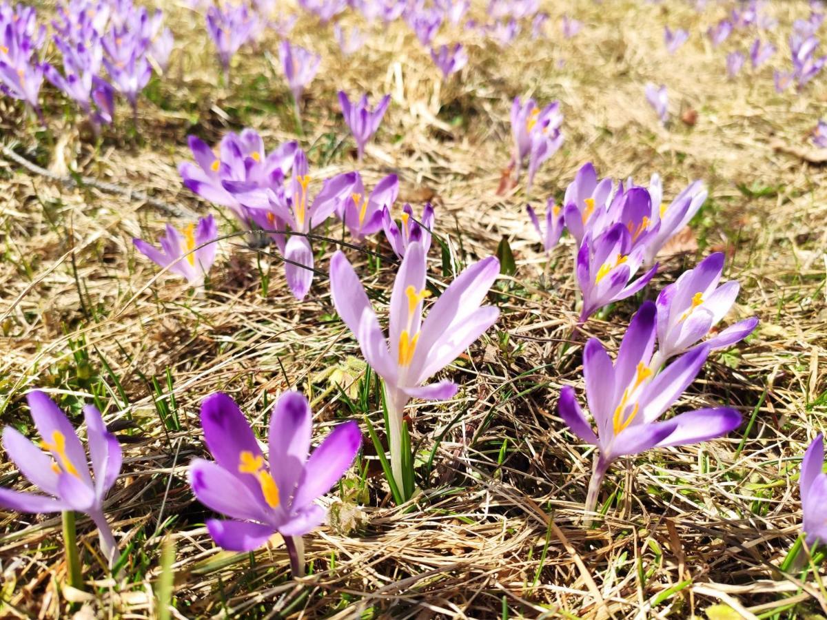 Western Tatras Slovakia Oravsky Biely Potok Dış mekan fotoğraf